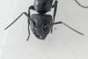 Camponotus vagus